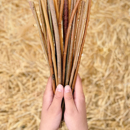 Fresh Black Willow Sticks - Pet Chews for Rabbit/Guinea Pig etc.