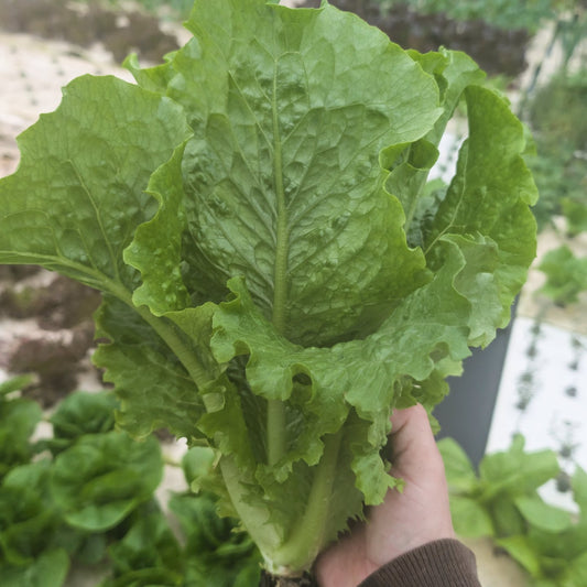 Romaine Lettuce