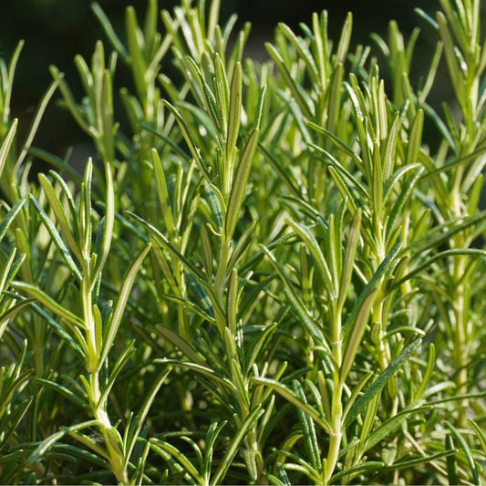 Fresh Rosemary Bunch